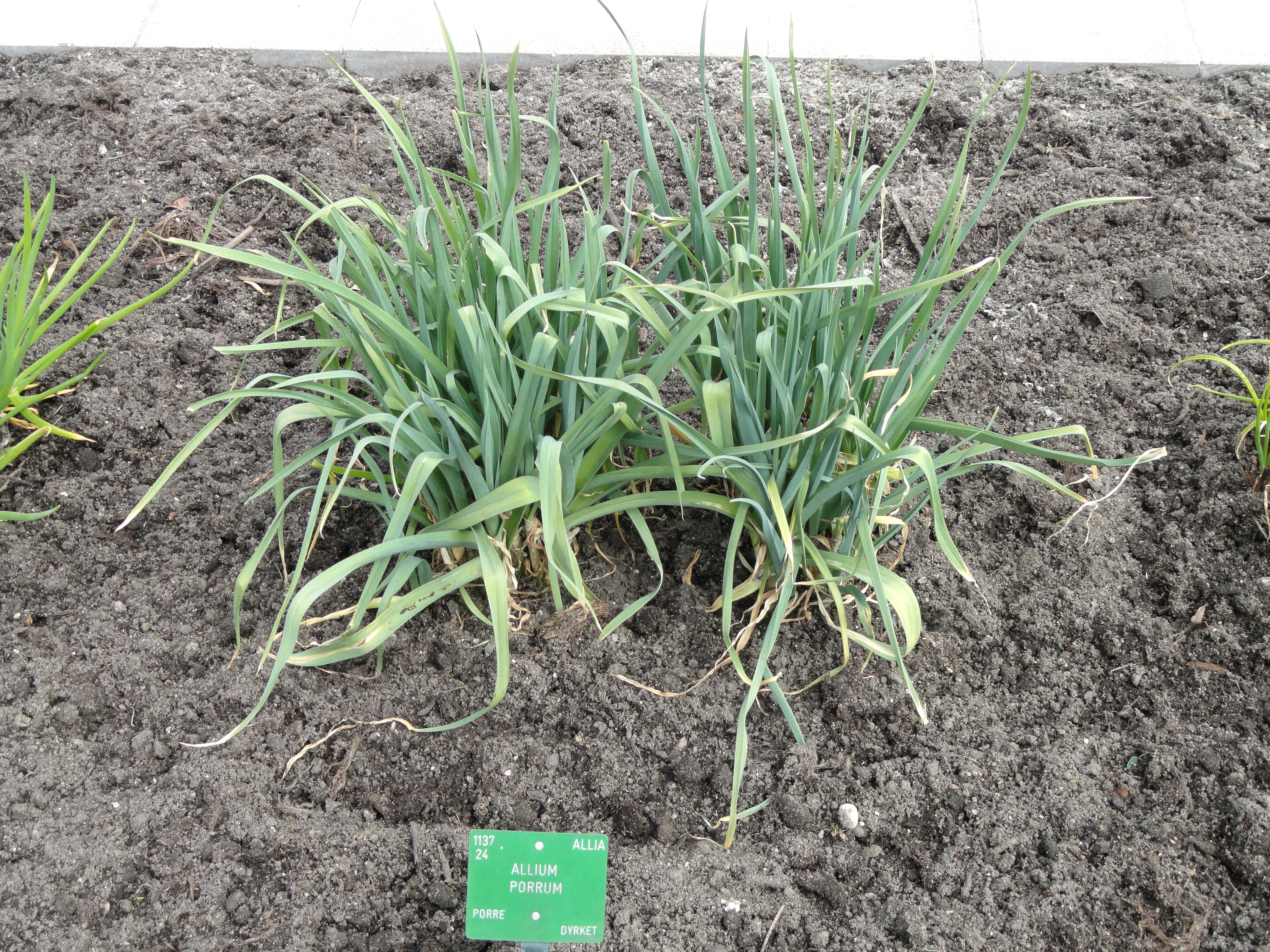 معرفی و راهنمای پرورش گیاهان زینتی فضای باز - تره فرنگی وحشی